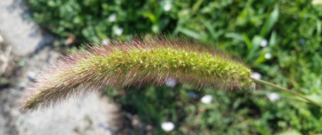 Setaria italica?